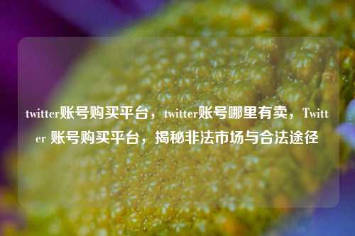 twitter账号购买平台，twitter账号哪里有卖，Twitter 账号购买平台，揭秘非法市场与合法途径